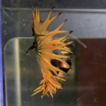 betta70