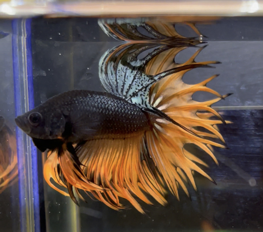 betta70