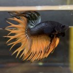 betta70