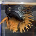 betta70