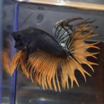 betta70
