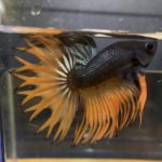 betta70