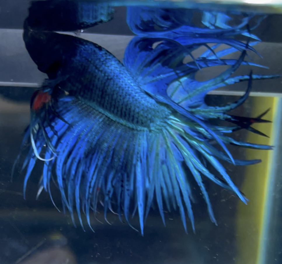 betta75