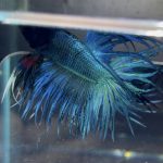 betta75
