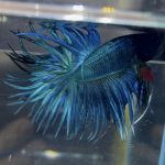 betta75