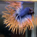 betta74