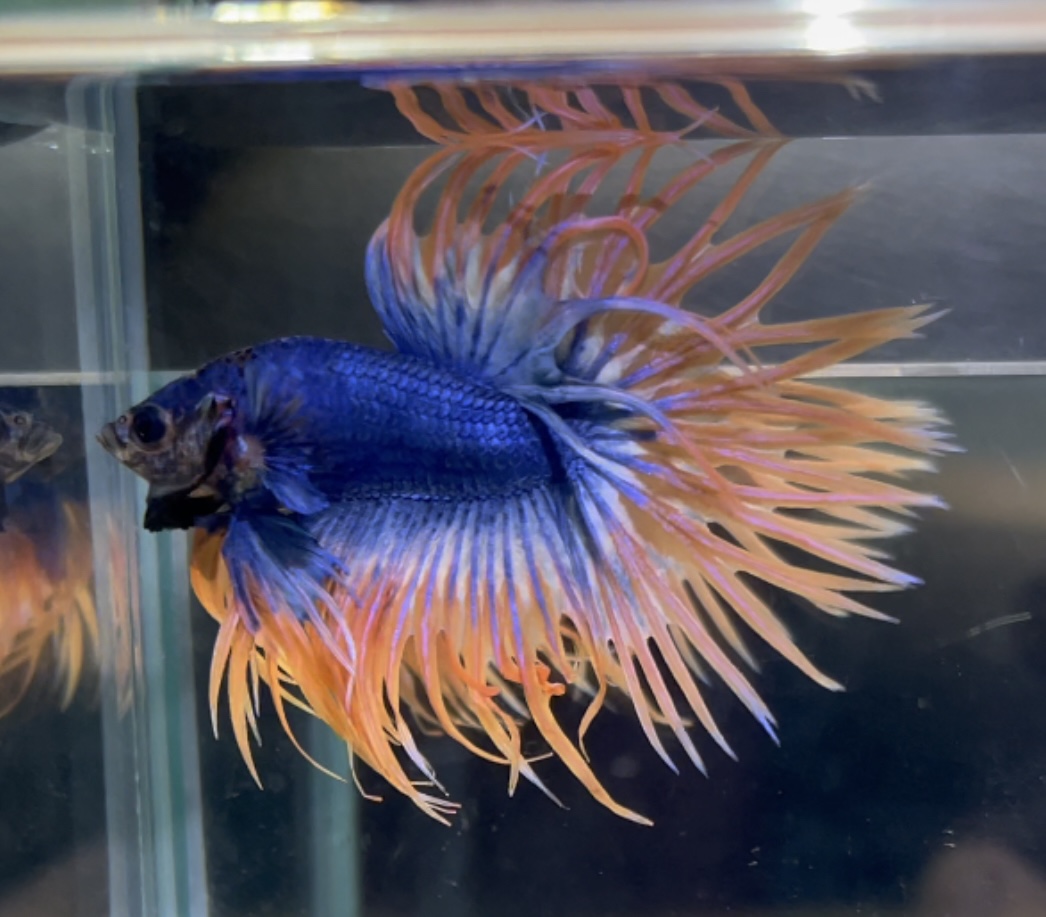 betta74