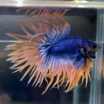 betta74