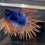 betta74