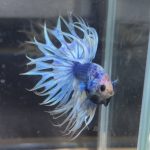 betta72