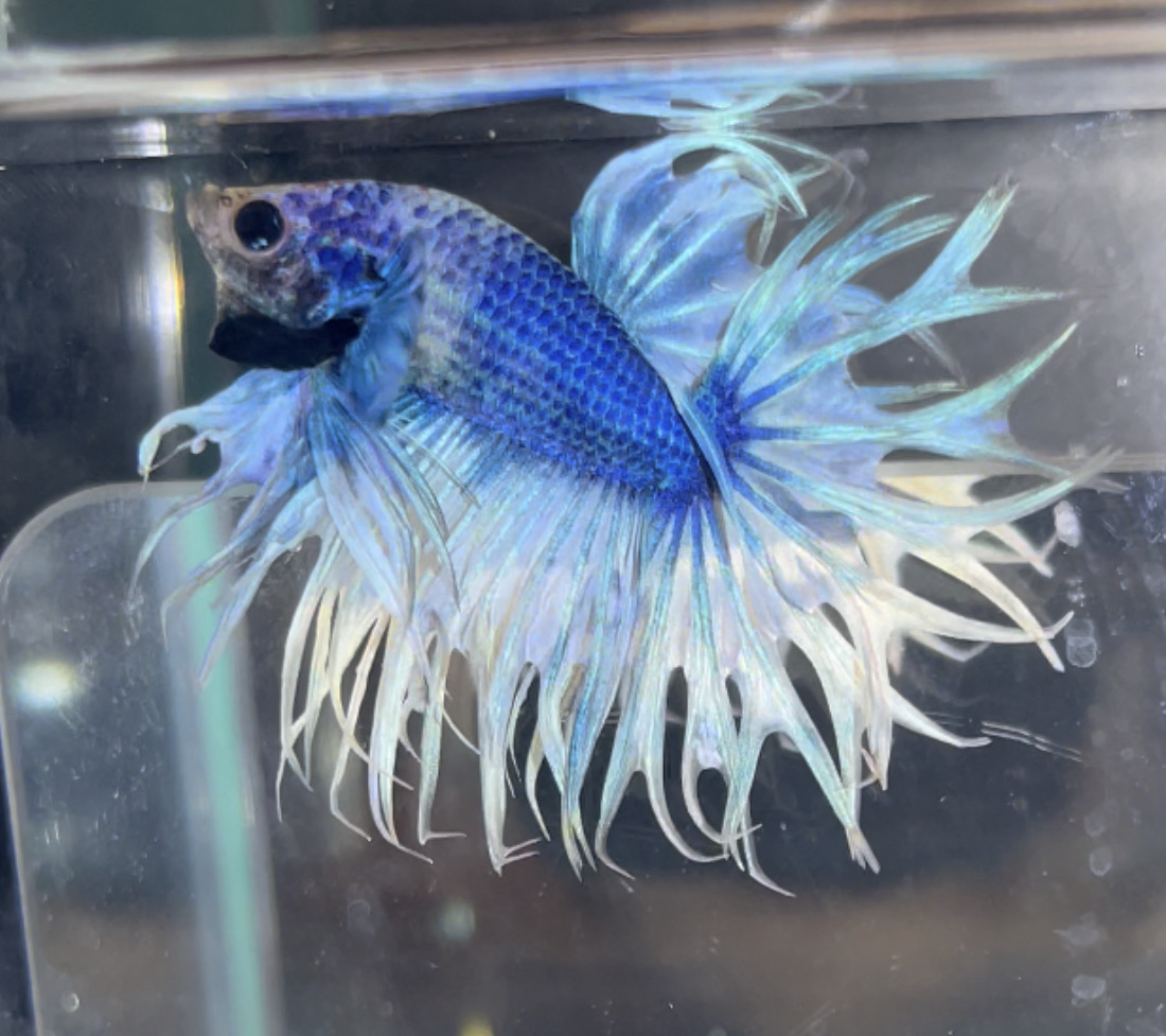 betta72