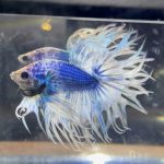 betta72