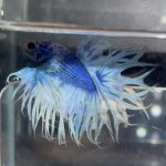 betta72