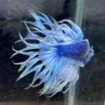 betta72
