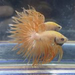 betta73