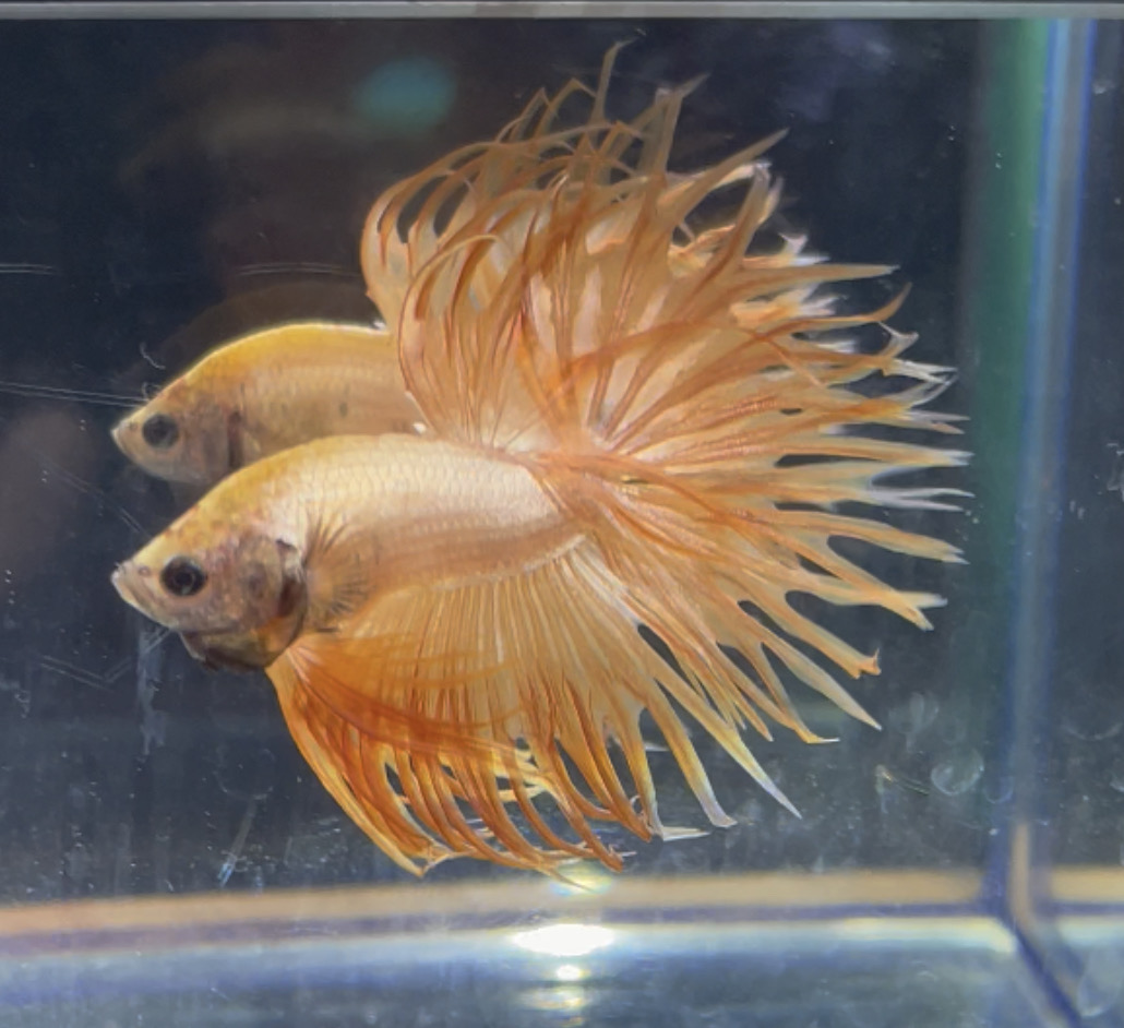 betta73