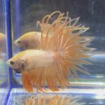 betta73
