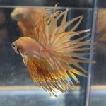 betta73