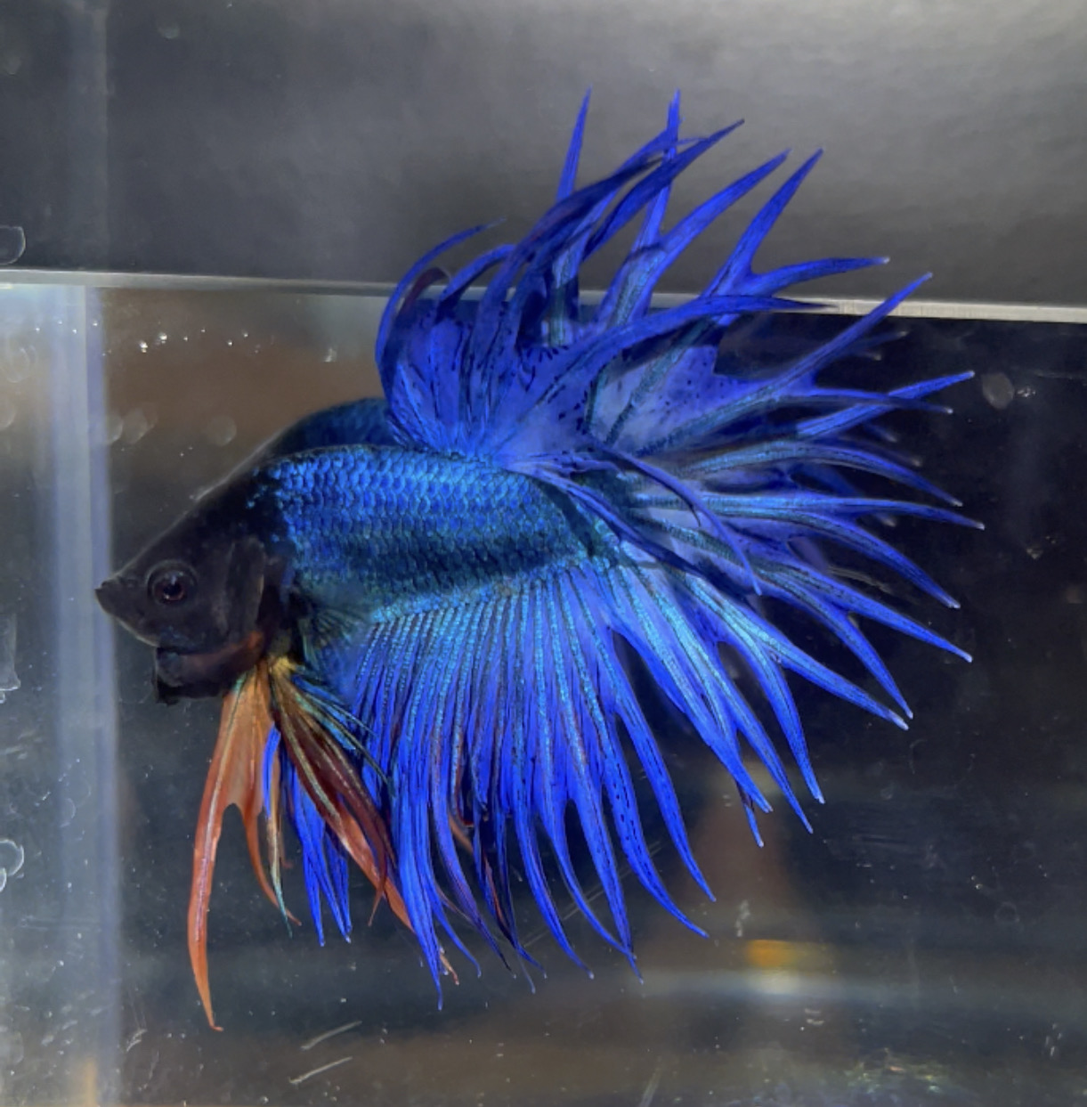betta69