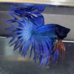 betta69