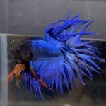 betta69
