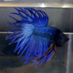 betta69