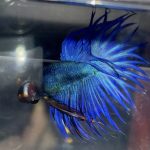 betta69