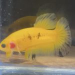 betta85