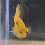 betta85