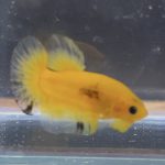 betta85