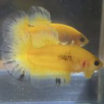 betta85