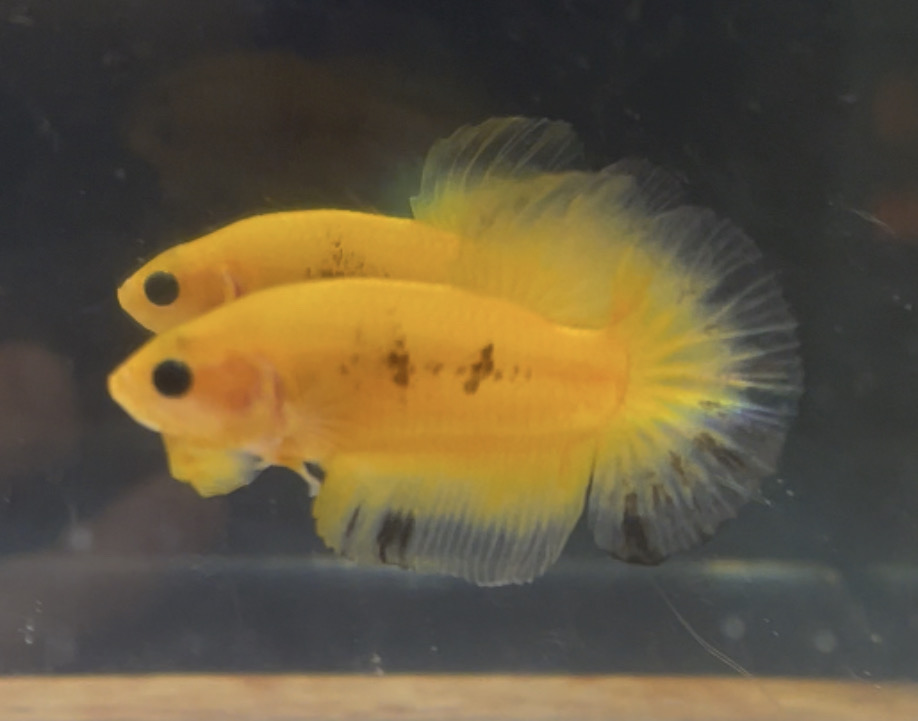 betta85