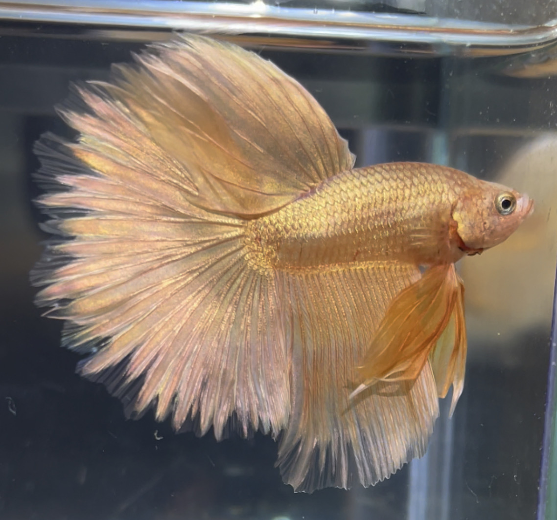 betta87