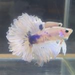 betta90
