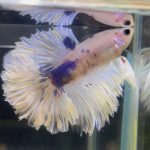 betta90