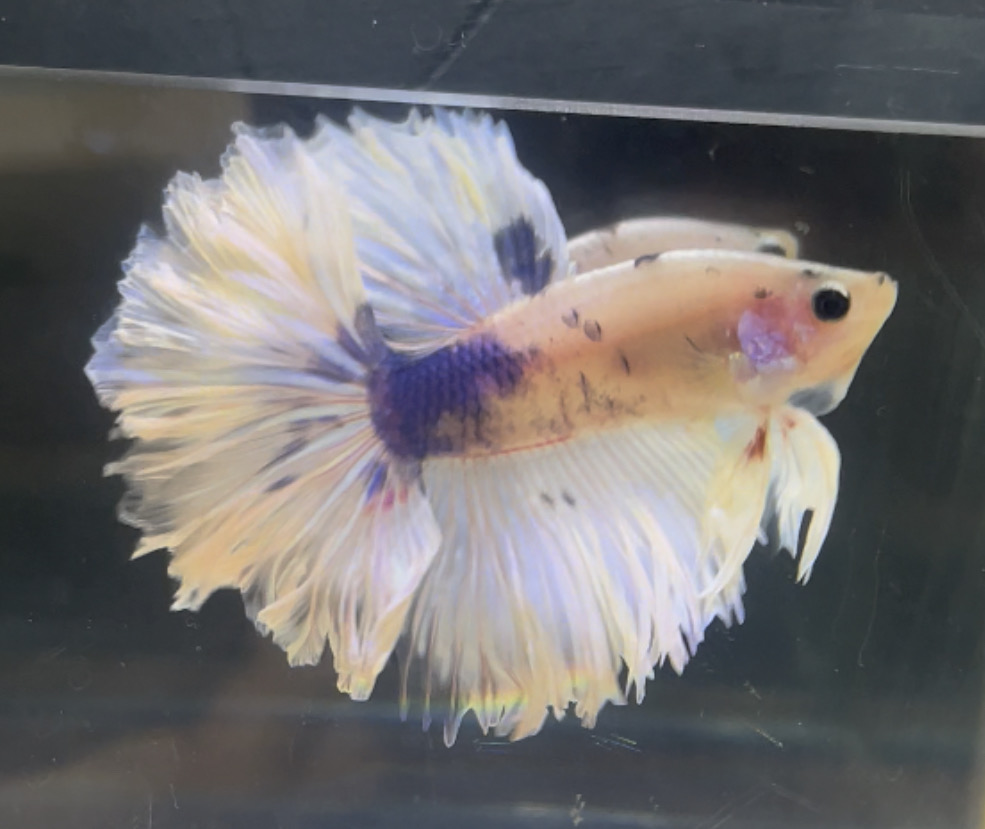 betta90