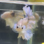 betta90
