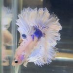 betta90