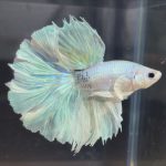 betta88