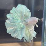 betta88