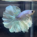 betta88