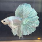 betta88