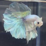 betta88