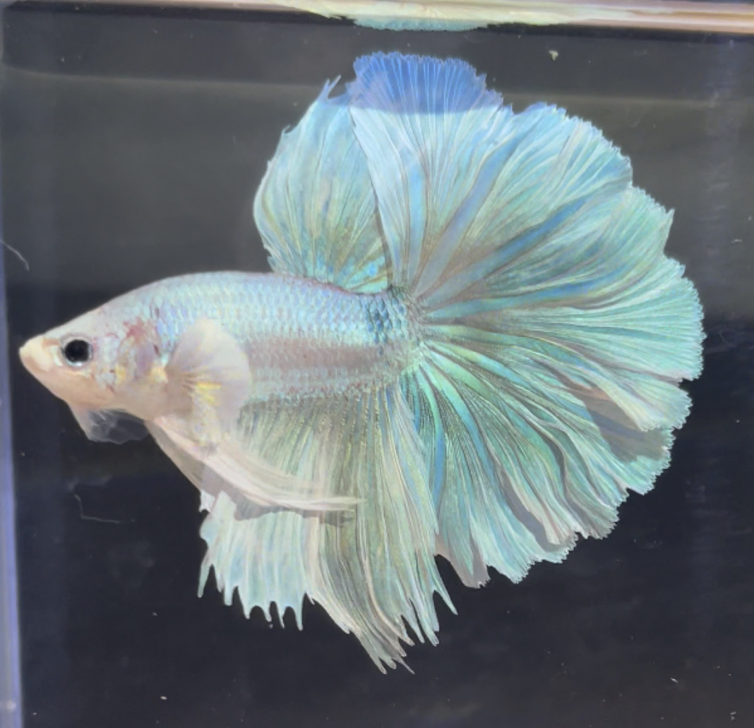 betta88