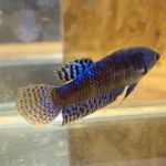 betta86