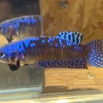 betta86