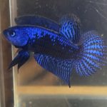 betta86