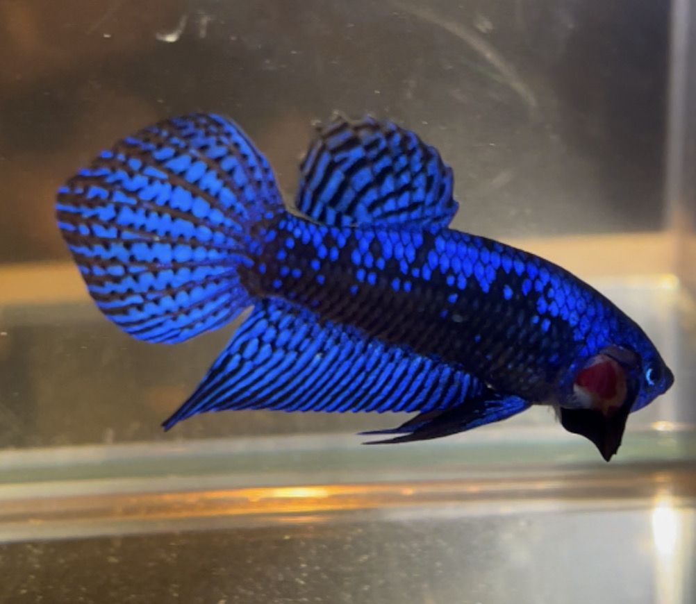 betta86