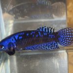betta86