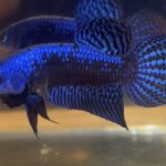 betta86